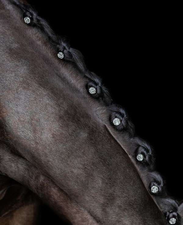 Braiding a Horse's Mane and Tail: Unveiling the Timeless Tradition