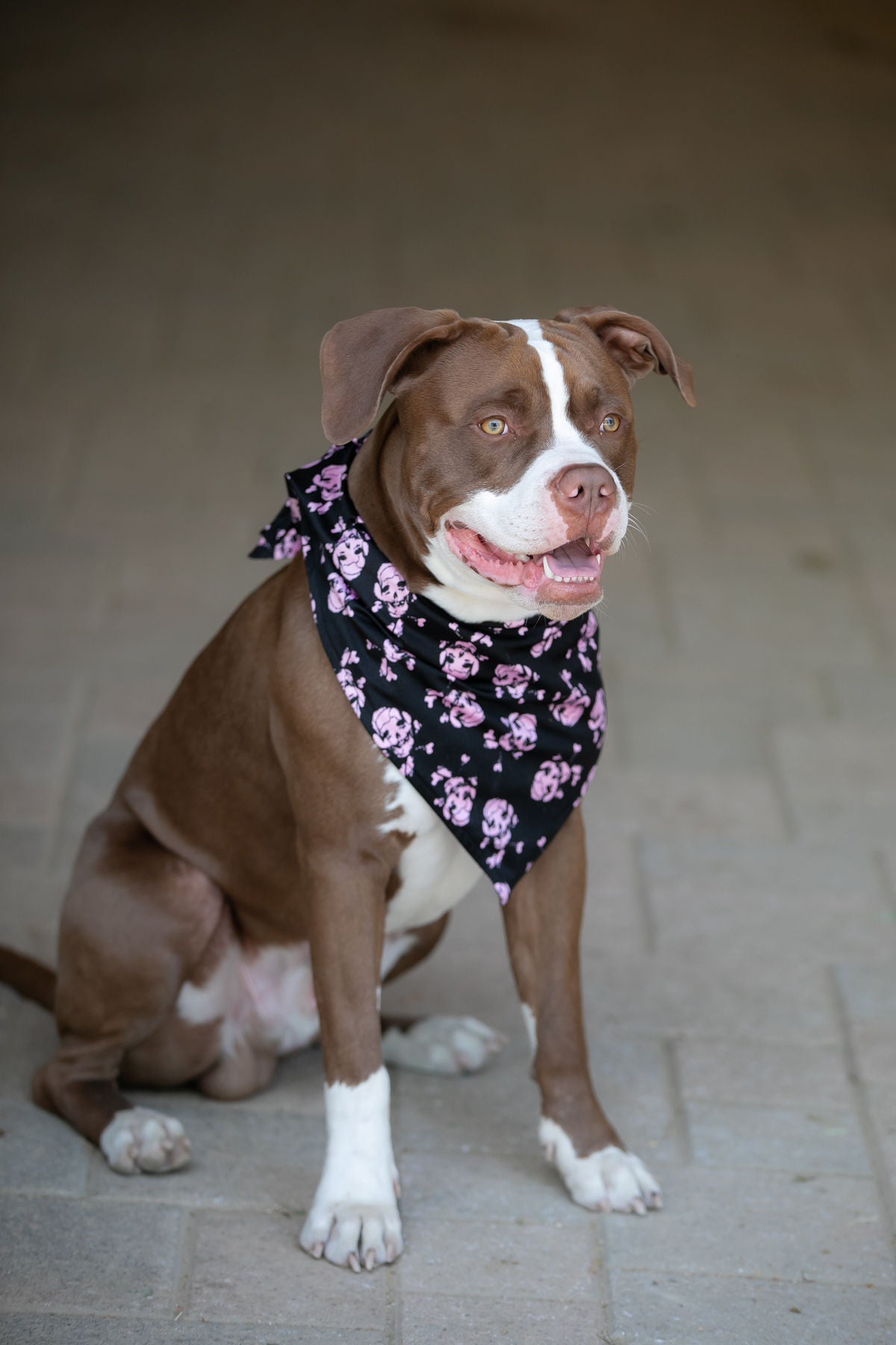 Pink Skull Print Magnetic Bandana