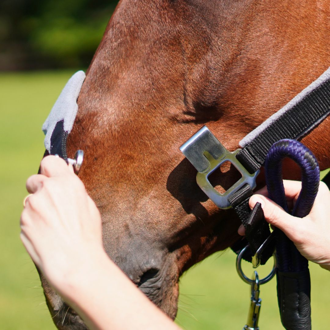 Magna Halter ™ in Black with Fleece Noseband and Leather Breakaway