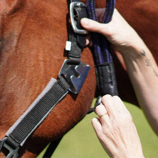 Magna Halter ™ in Black with Fleece Noseband and Leather Breakaway