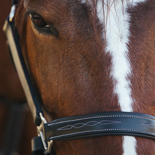 ExionPro Six Fancy Padded Halter- Brass Nickel Hardware