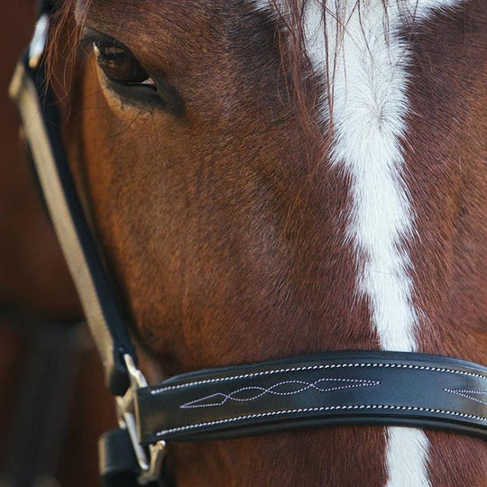 ExionPro Six Fancy Padded Halter- Brass Nickel Hardware