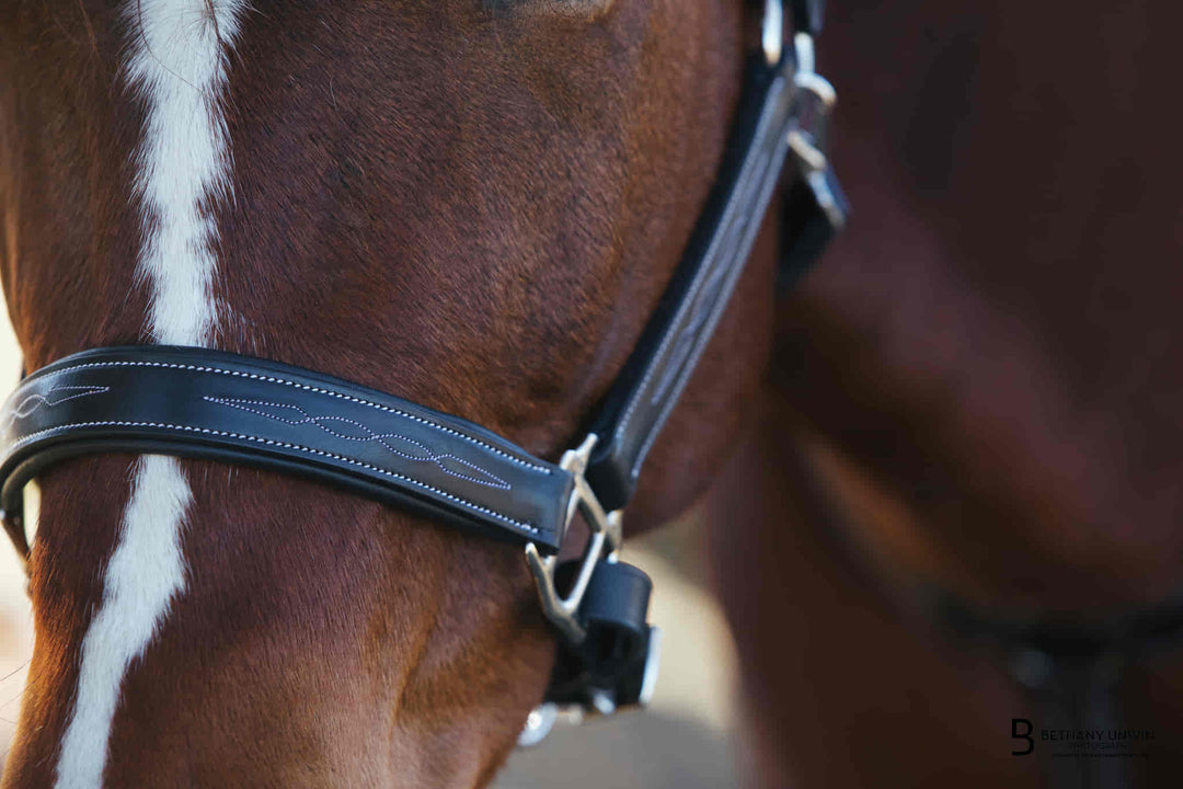 ExionPro Six Fancy Padded Halter- Brass Nickel Hardware