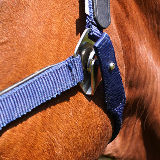 Magna Halter ™ in Blue with Leather Breakaway