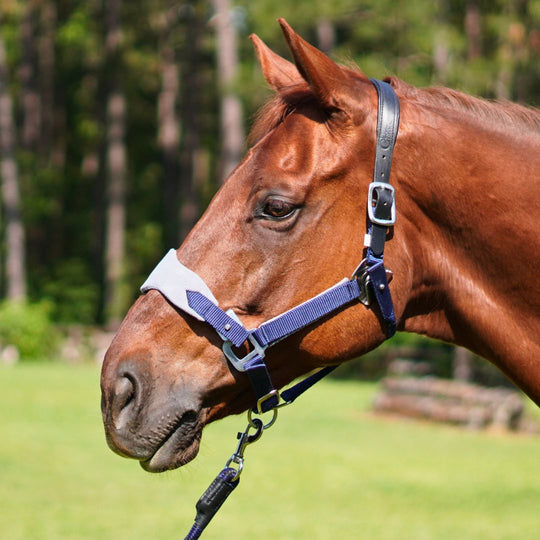 Magna Halter ™ in Blue with Fleece Noseband and Leather Breakaway