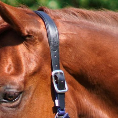 Magna Halter ™ in Blue with Fleece Noseband and Leather Breakaway