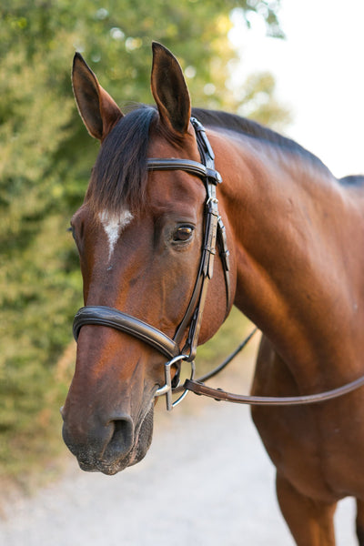 Noland Schooling Hunter Bridle