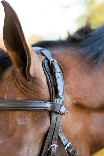 Noland Schooling Hunter Bridle