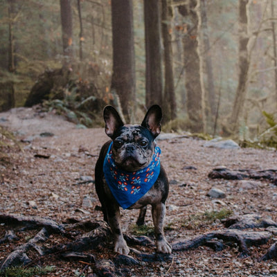 No. 075 Juliet Bandana