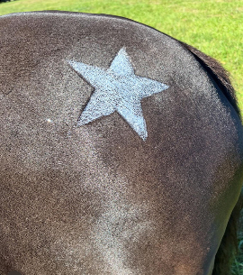 Gallop Glitter Star Mini Stencil Kit from Armor Equestrian