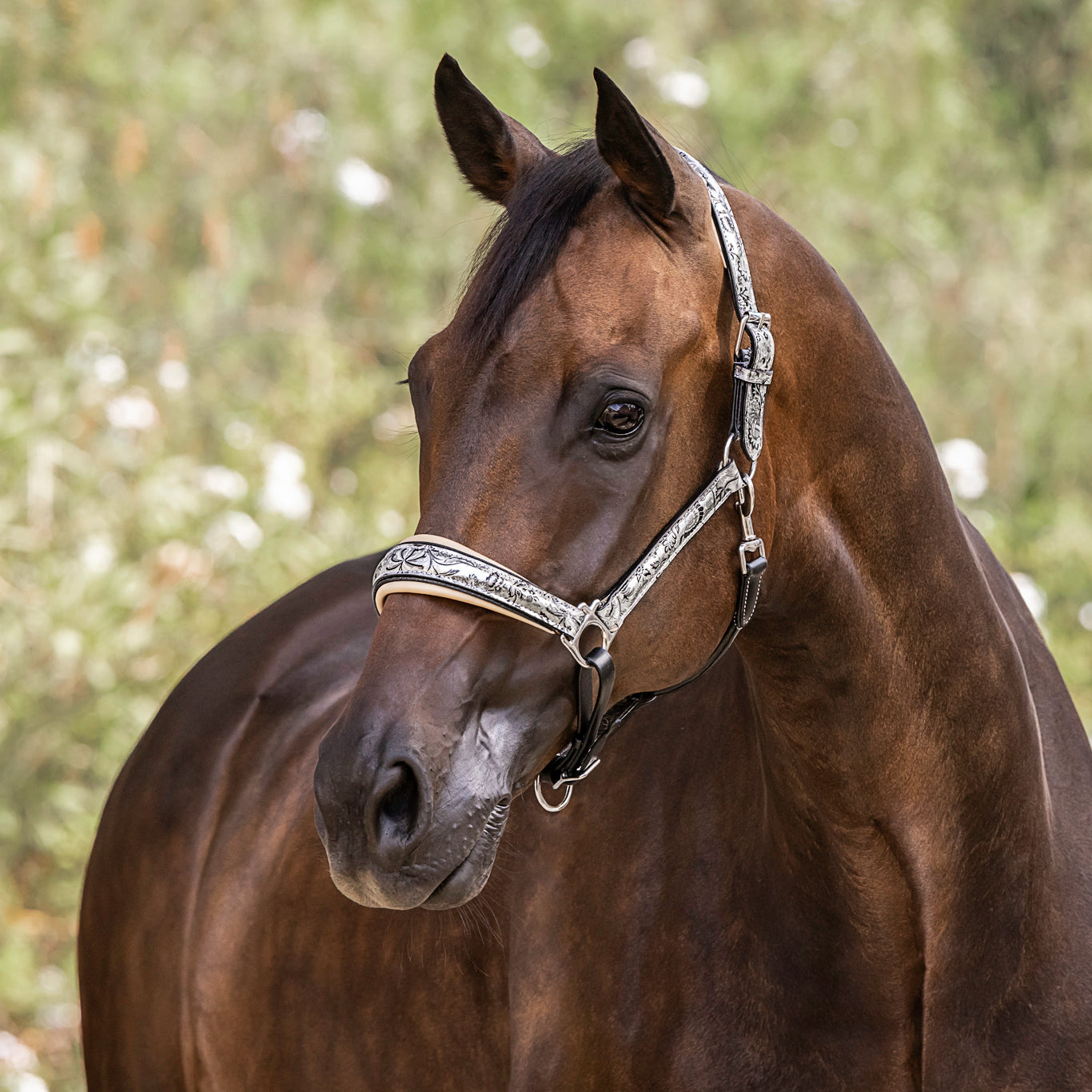 Venetian Leather Halter