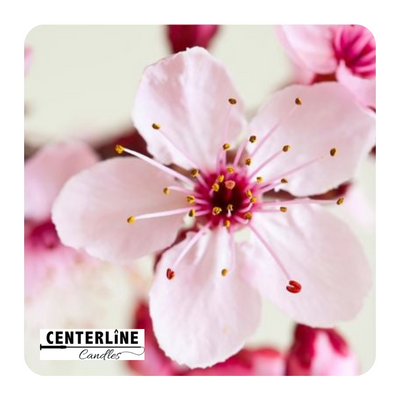 Japanese Cherry Blossom by Centerline Candles
